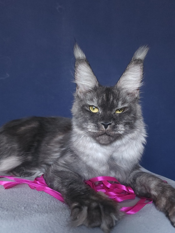 Wyla Akbars - Kitten maine-coon 4 months