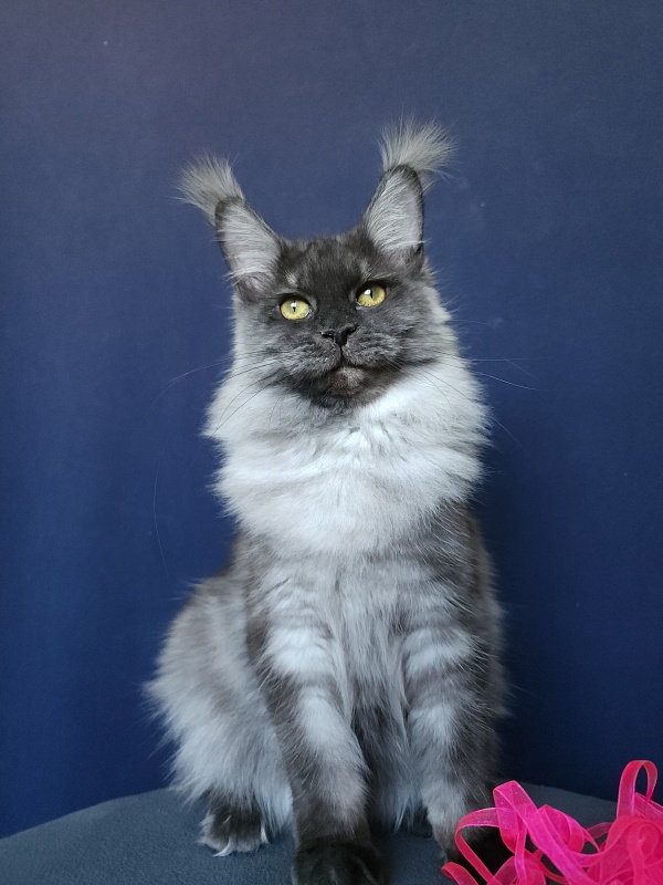 Wyla Akbars - Junior maine-coon 9 months 2 weeks