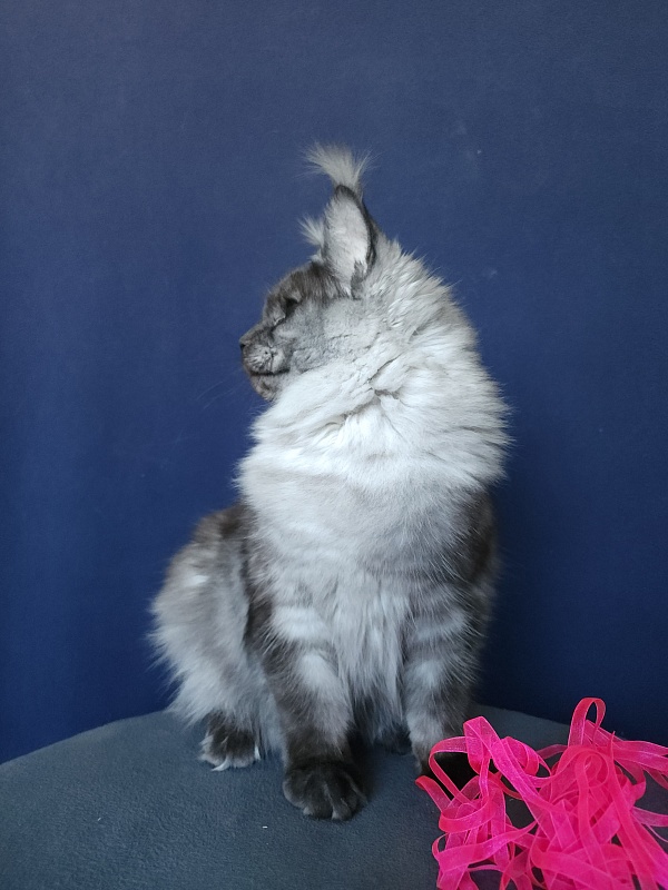 Wyla Akbars - Junior maine-coon 9 months 2 weeks