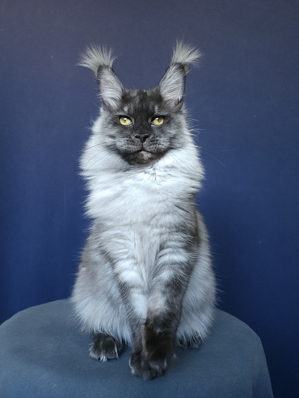 Wyla Akbars - Junior maine-coon 9 months 2 weeks