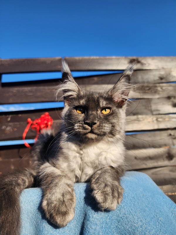 Wyntera Akbars - Kitten maine-coon 2 months