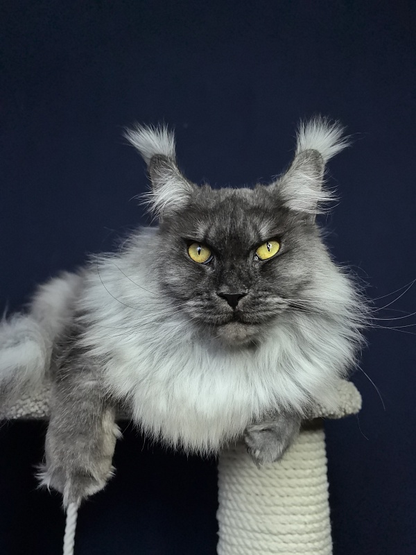 Wyntera Akbars - Adult maine-coon 2 years 5 months