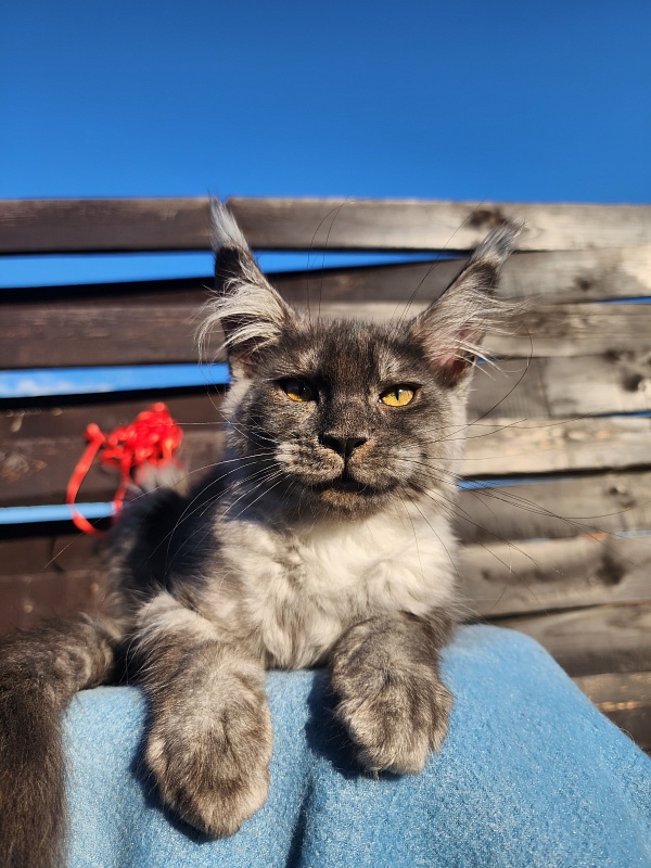 Wyntera Akbars - Kitten maine-coon 2 months