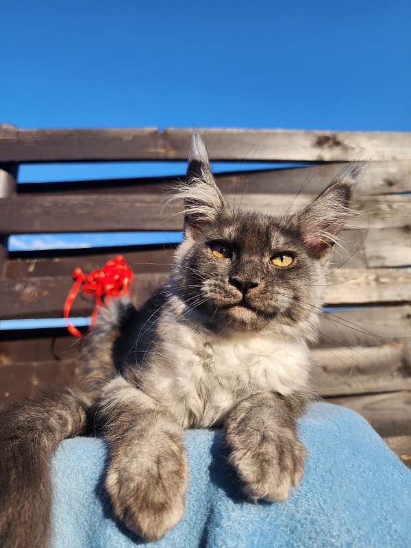 Wyntera Akbars - Kitten maine-coon 2 months