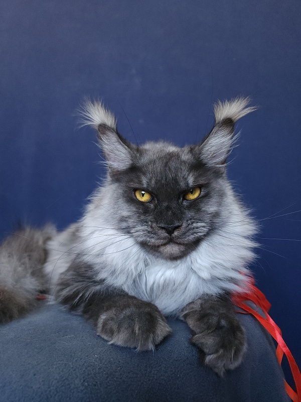 Wyntera Akbars - Adult maine-coon 1 year