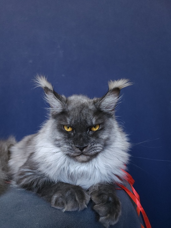 Wyntera Akbars - Adult maine-coon 1 year