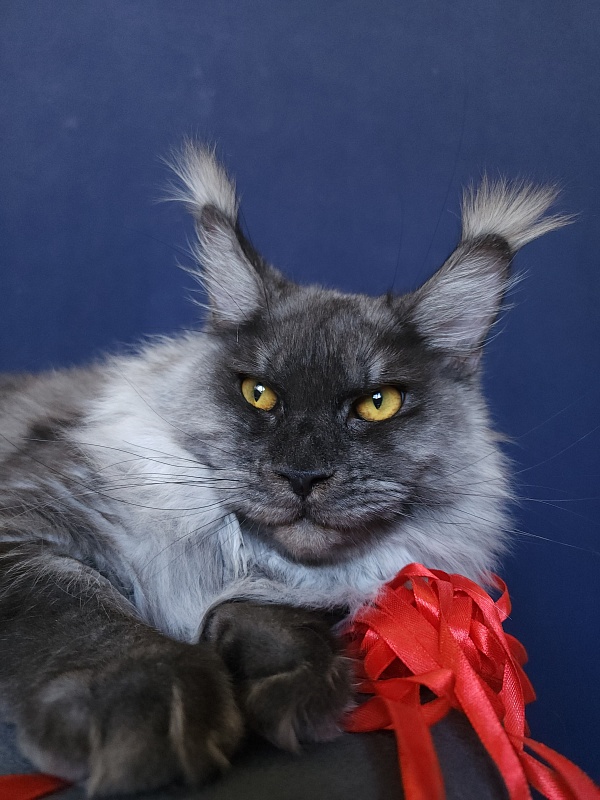 Wyntera Akbars - Adult maine-coon 1 year