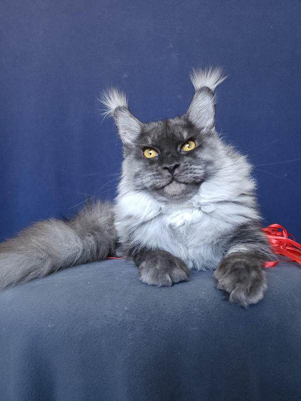 Wyntera Akbars - Adult maine-coon 1 year
