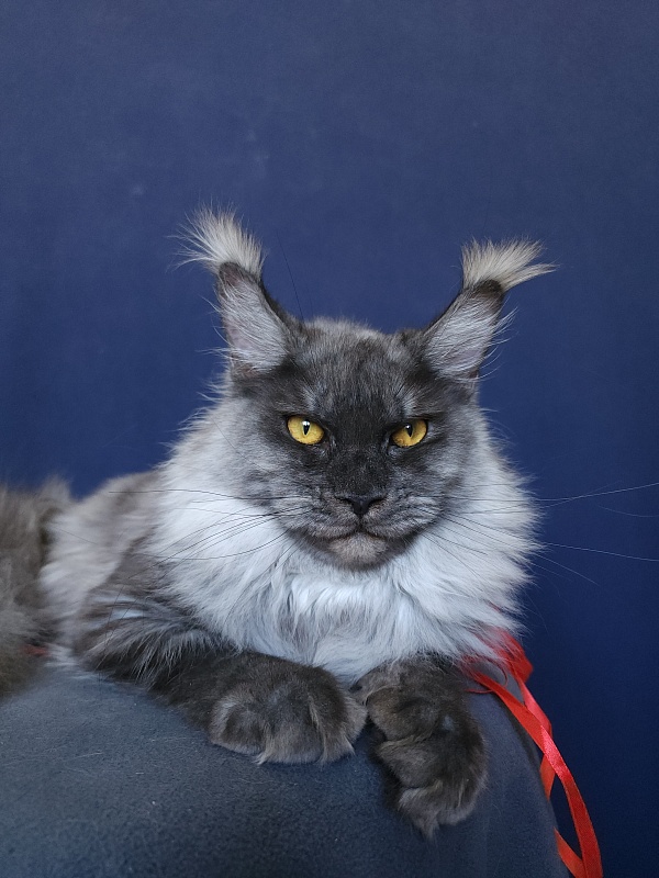 Wyntera Akbars - Adult maine-coon 1 year