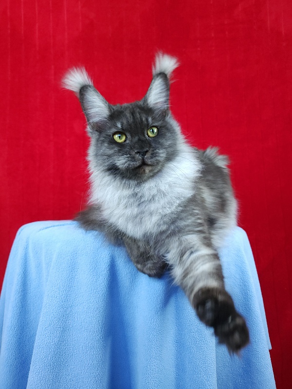 Water Black  Akbars - Adult maine-coon 10 months