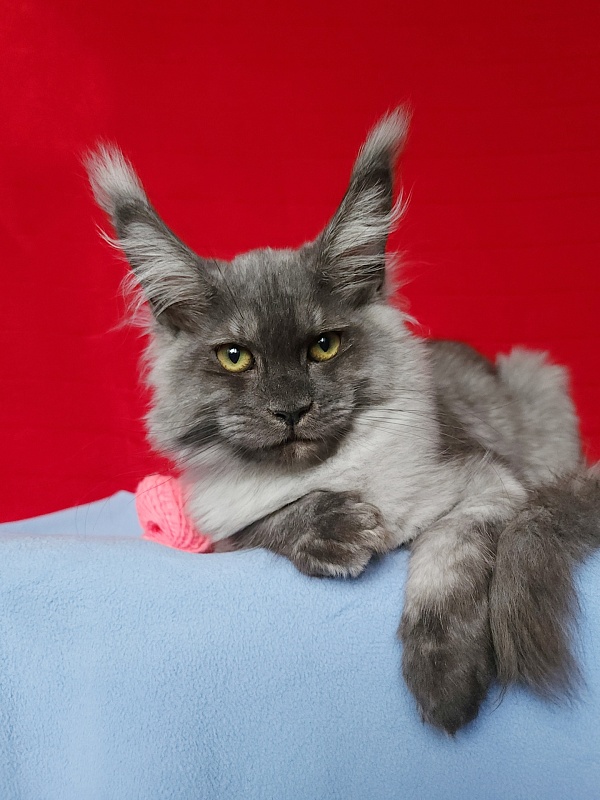 Water Black  Akbars - Kitten maine-coon 3.5 months