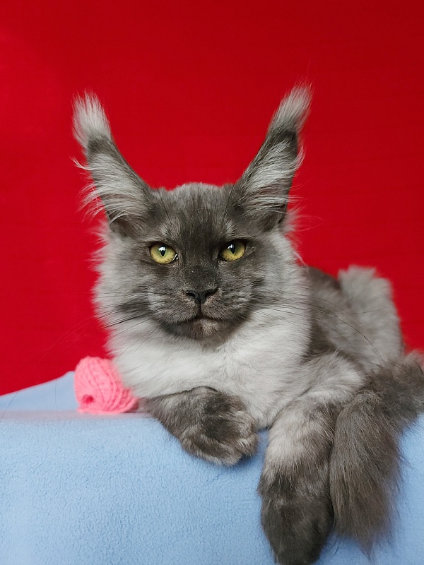 Water Black  Akbars - Kitten maine-coon 3.5 months