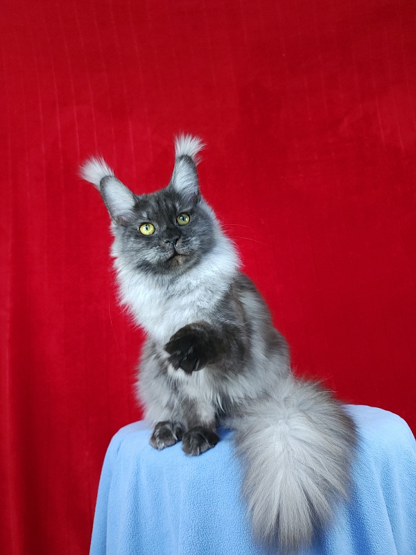 Water Black  Akbars - Adult maine-coon 10 months