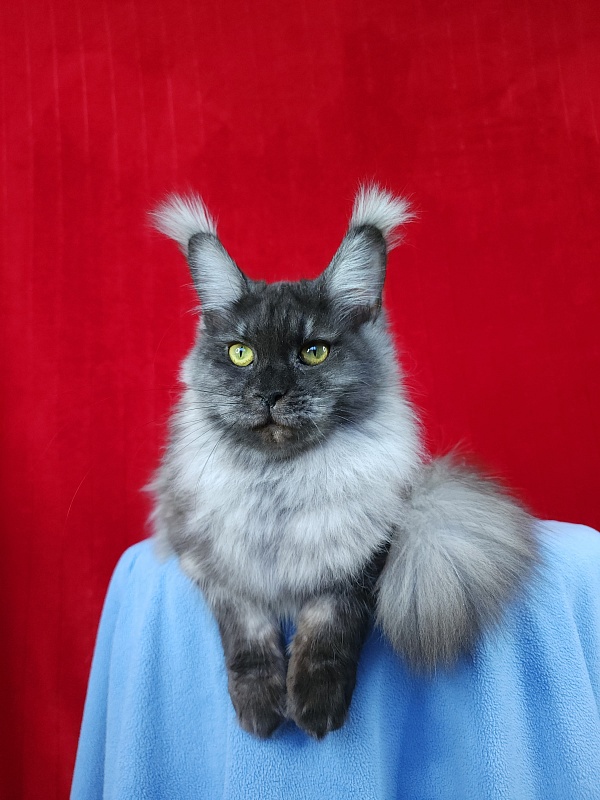 Water Black  Akbars - Adult maine-coon 10 months