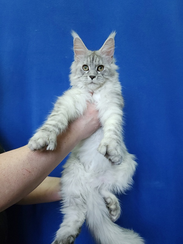 Ice Prince Akbars (polydactyl ) - Kitten maine-coon 5 months 1 week