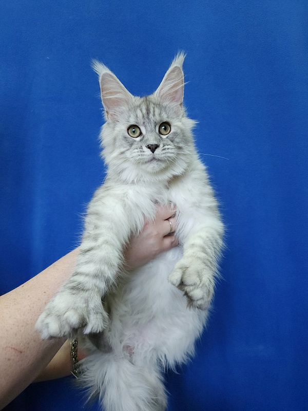 Ice Prince Akbars (polydactyl ) - Kitten maine-coon 5 months 1 week