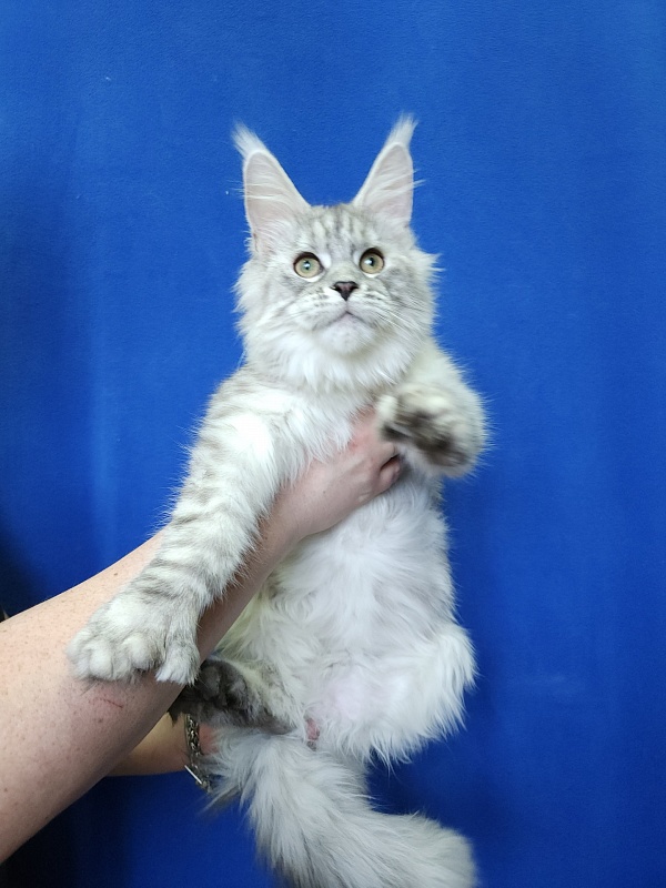Ice Prince Akbars (polydactyl ) - Kitten maine-coon 5 months 1 week