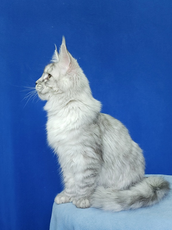Ice Prince Akbars (polydactyl ) - Kitten maine-coon 5 months 1 week