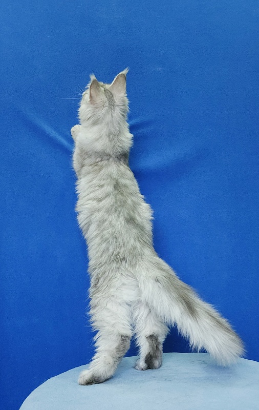 Ice Prince Akbars (polydactyl ) - Kitten maine-coon 5 months 1 week
