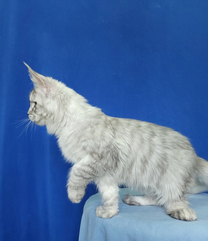 Ice Prince Akbars (polydactyl ) - Kitten maine-coon 5 months 1 week