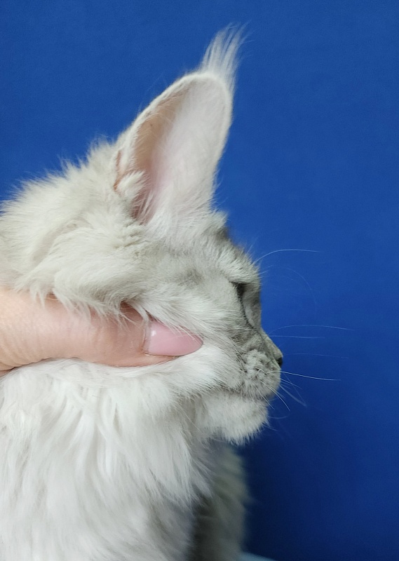 Ice Prince Akbars (polydactyl ) - Kitten maine-coon 5 months 1 week