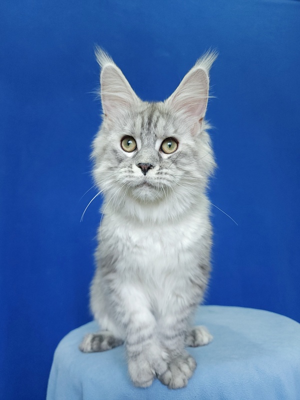 Ice Prince Akbars (polydactyl ) - Kitten maine-coon 5 months 1 week