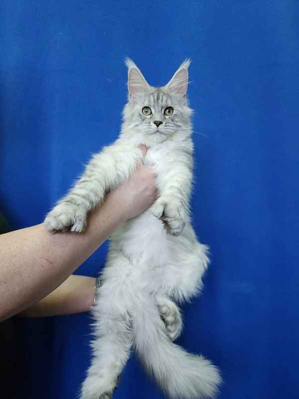 Ice Prince Akbars (polydactyl ) - Kitten maine-coon 5 months 1 week