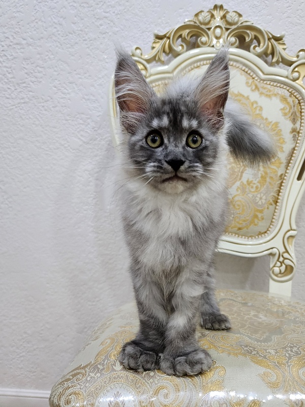 Icy Snow Akbars (polydactyl ) - Kitten maine-coon 2 months 3 weeks