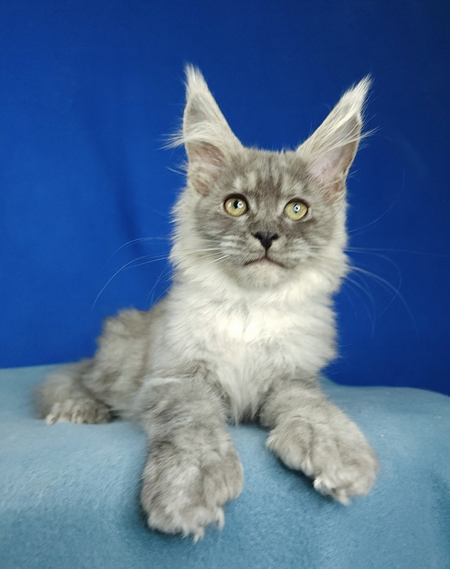 Icy Snow Akbars (polydactyl ) - Kitten maine-coon 2 months 3 weeks