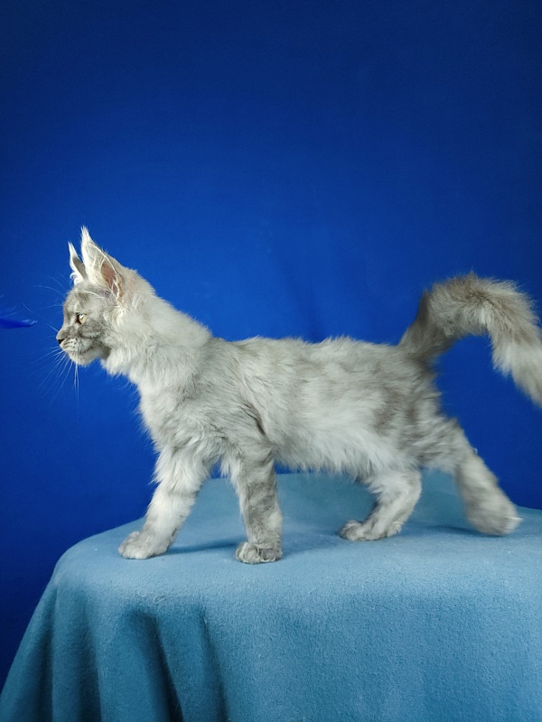 Icy Snow Akbars (polydactyl ) - Kitten maine-coon 2 months 3 weeks