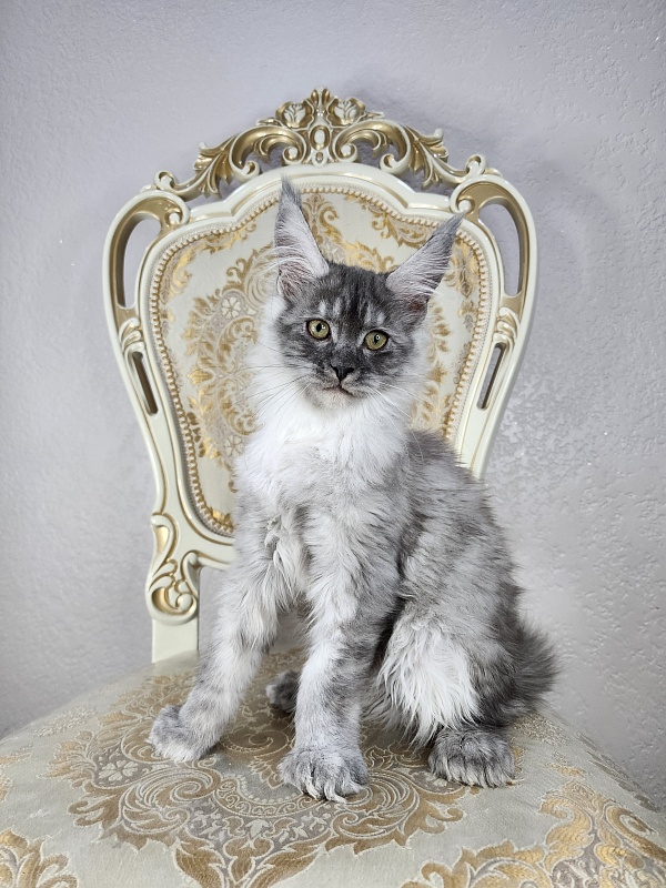Icy Snow Akbars (polydactyl ) - Kitten maine-coon 3 months 1 week