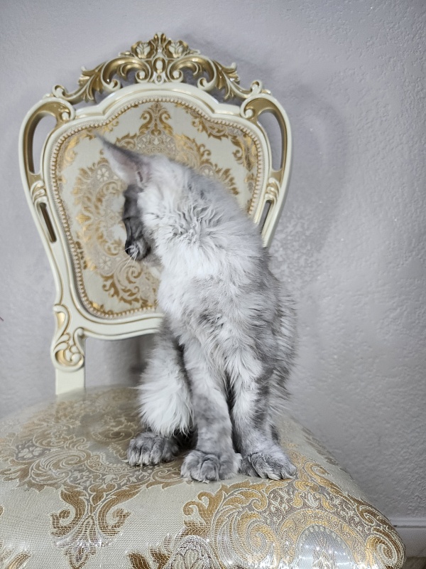 Icy Snow Akbars (polydactyl ) - Kitten maine-coon 3 months 1 week
