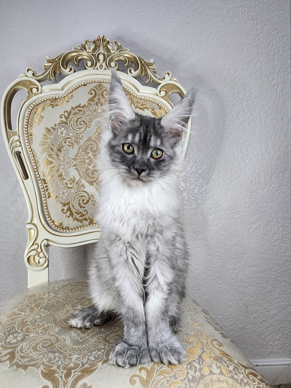 Icy Snow Akbars (polydactyl ) - Kitten maine-coon 3 months 1 week