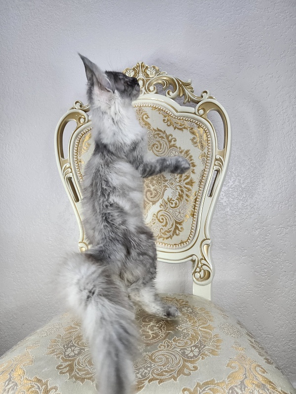 Icy Snow Akbars (polydactyl ) - Kitten maine-coon 3 months 1 week
