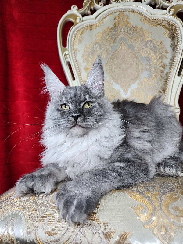 Icy Snow Akbars (polydactyl ) - Kitten maine-coon 4 months 3.5 weeks