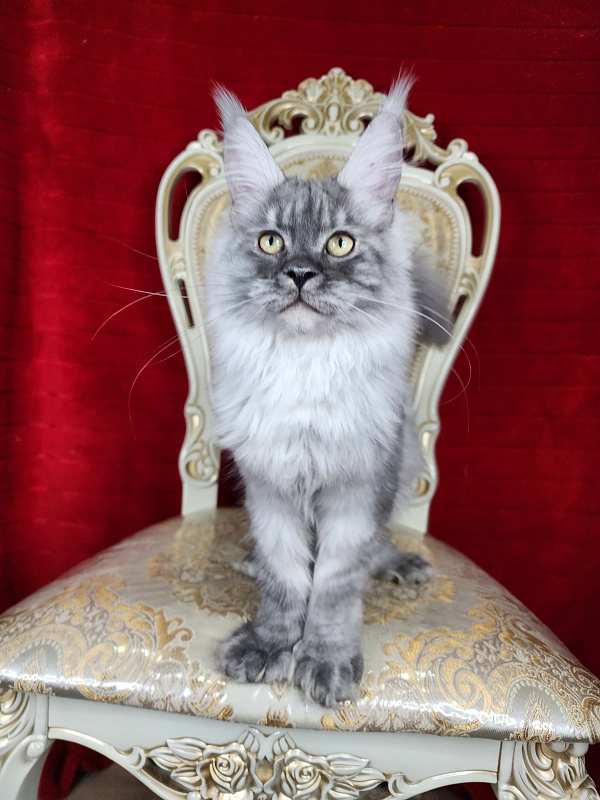 Icy Snow Akbars (polydactyl ) - Kitten maine-coon 4 months 3.5 weeks