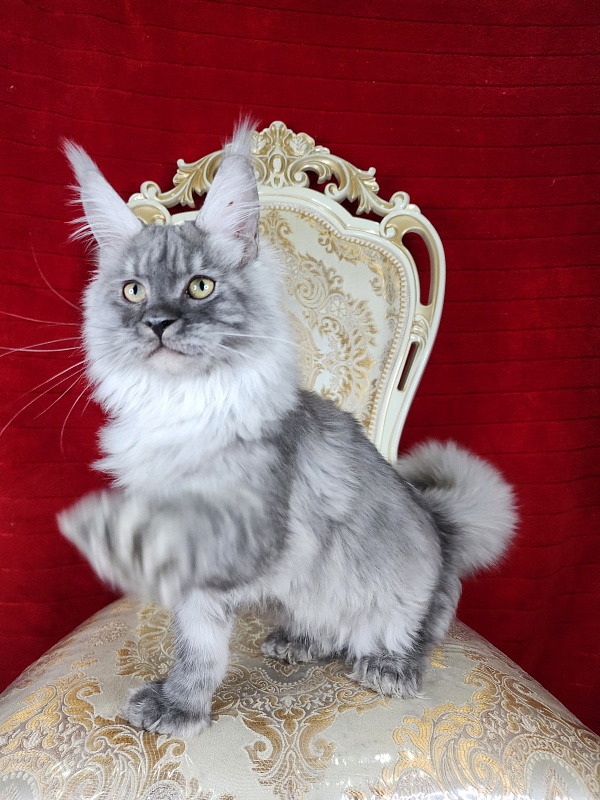 Icy Snow Akbars (polydactyl ) - Kitten maine-coon 4 months 3.5 weeks