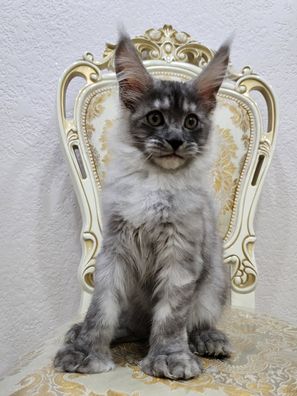 Icy Snow Akbars (polydactyl ) - Kitten maine-coon 2 months 3 weeks