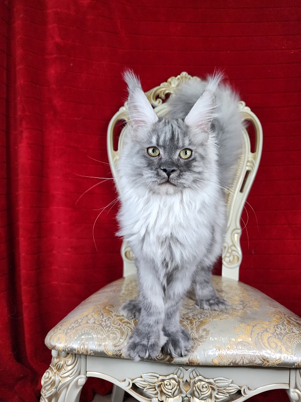 Icy Snow Akbars (polydactyl ) - Kitten maine-coon 4 months 3.5 weeks