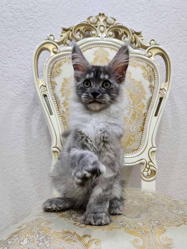 Icy Snow Akbars (polydactyl ) - Kitten maine-coon 2 months 3 weeks