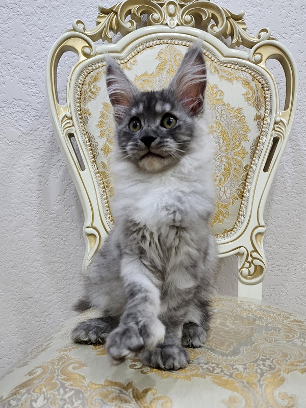 Icy Snow Akbars (polydactyl ) - Kitten maine-coon 2 months 3 weeks