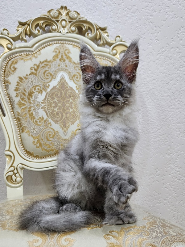 Icy Snow Akbars (polydactyl ) - Kitten maine-coon 2 months 3 weeks