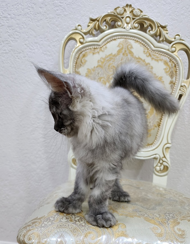 Icy Snow Akbars (polydactyl ) - Kitten maine-coon 2 months 3 weeks