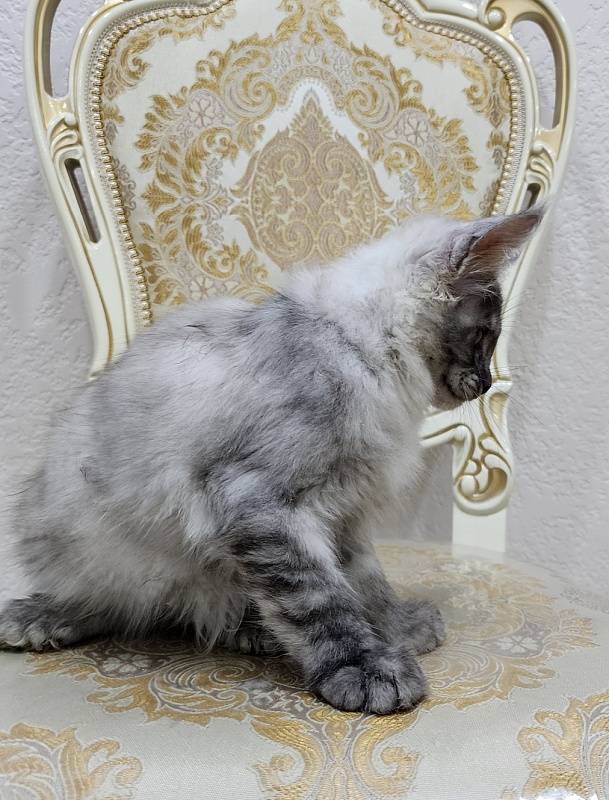 Icy Snow Akbars (polydactyl ) - Kitten maine-coon 2 months 3 weeks