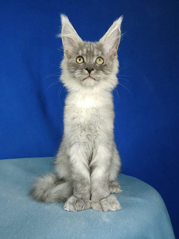 Icy Snow Akbars (polydactyl ) - Kitten maine-coon 2 months 3 weeks