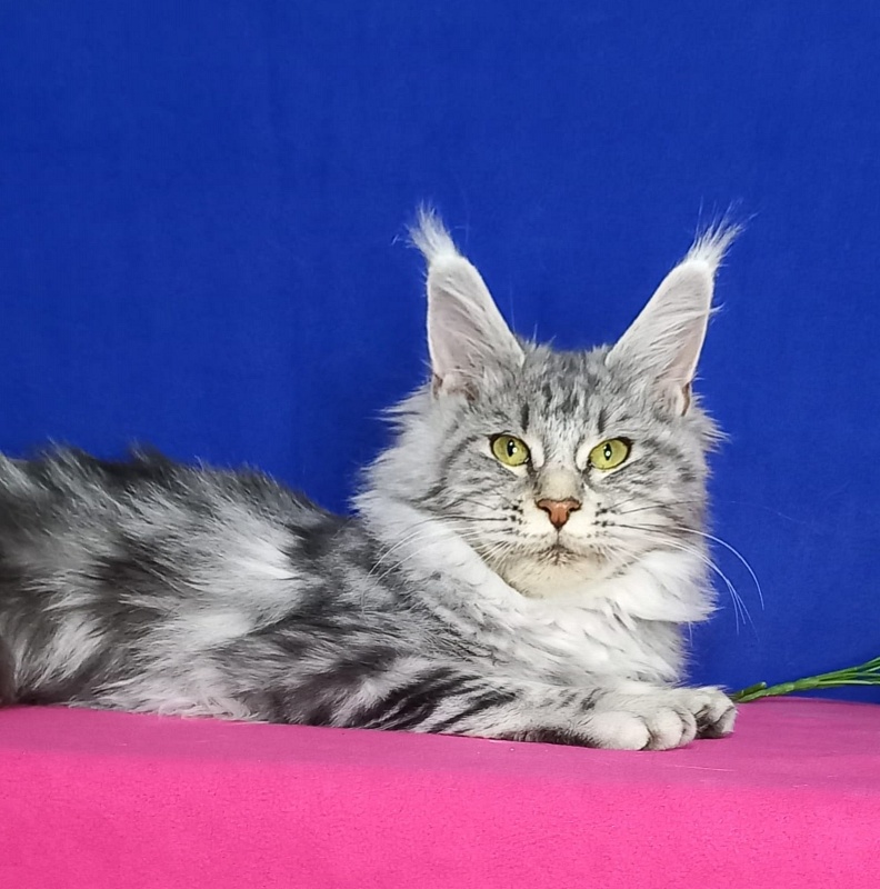 Rada  Akbars - Kitten maine-coon 5 months 0.5 weeks