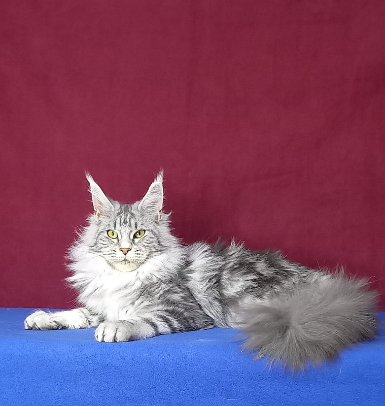 Rada  Akbars - Kitten maine-coon 5 months 2.5 weeks