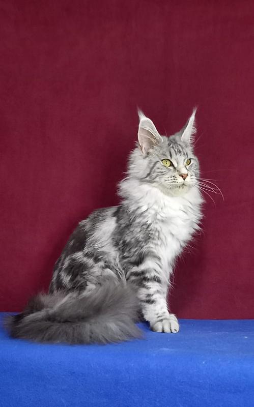 Rada  Akbars - Kitten maine-coon 5 months 2.5 weeks