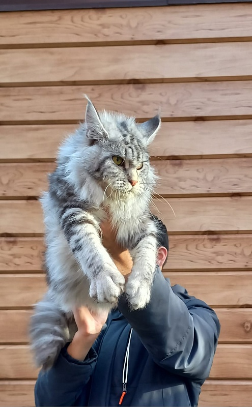 Rada  Akbars - Kitten maine-coon 5 months 4 weeks