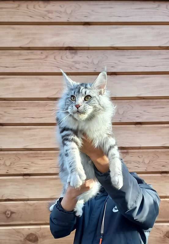 Rada  Akbars - Kitten maine-coon 5 months 4 weeks